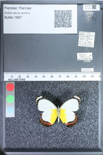 Media type: image;   Entomology 74548